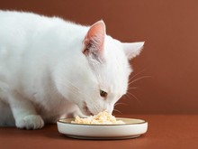 10 Makanan yang Berbahaya untuk Kucing dan Bisa Berakibat Fatal