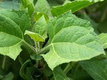 Manfaat Konsumsi Daun Insulin, Termasuk Diyakini Mampu Kelola Kadar Gula Darah