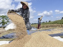 Efek Domino Harga Gabah Tanpa Syarat Kualitas