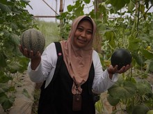 Disebut Pertama di Dunia! Melon Hitam Hasil Rekayasa Genetika Mahasiswa S3 UB