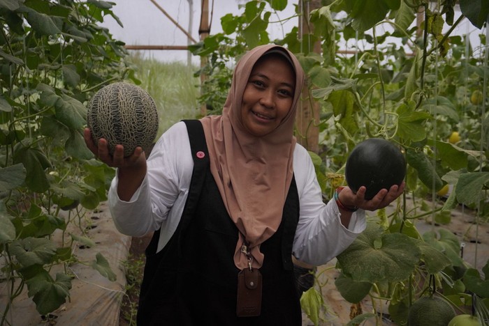 Melon hitam hasil rekayasa genetika mahasiswa S3 UB Astrid Ika Paramitha