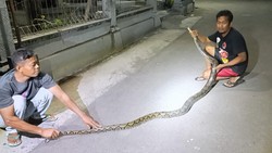 Piton 3,5 Meter Bikin Pengunjung Angkringan Bubar, Melawan Saat Dievakuasi
